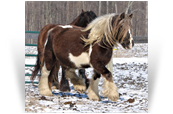 Sweet Cocoa Mare